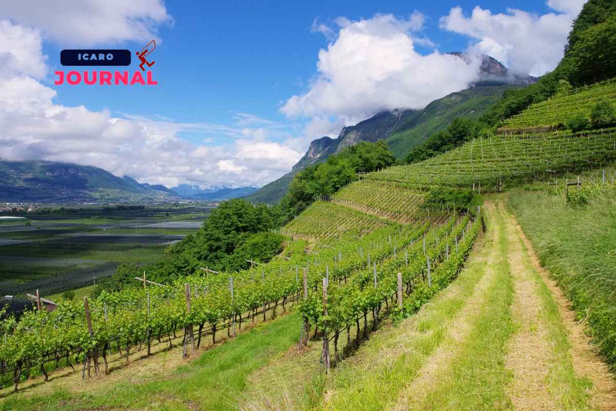 Estate in Trentino - IcaroJournal
