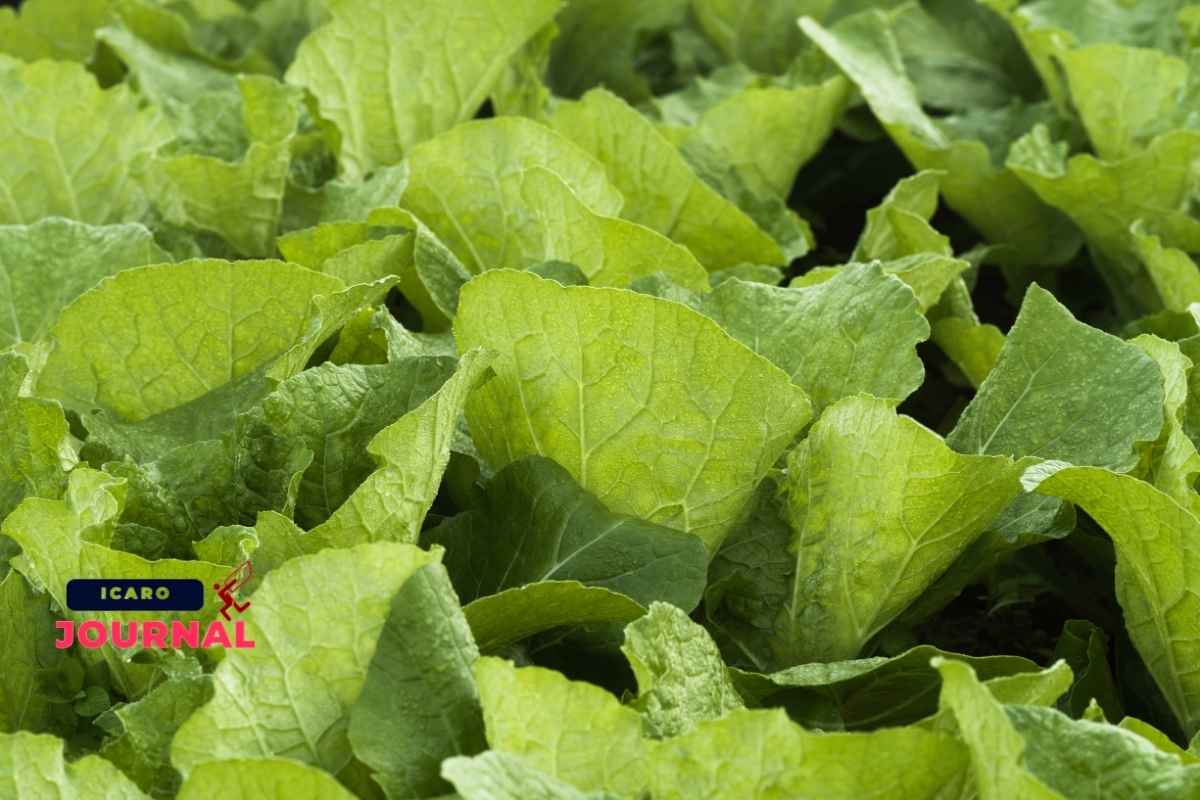 Fagottini ripieni - IcaroJournal