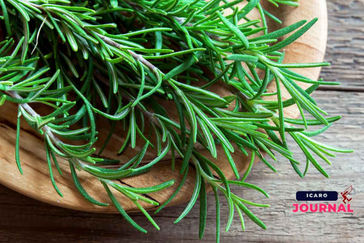 Olio di rosmarino per far crescere i capelli - IcaroJournal