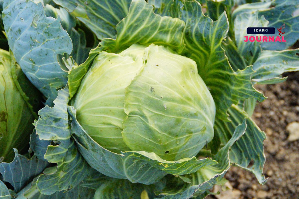 Rimedi naturali contro i dolori muscolari - IcaroJournal