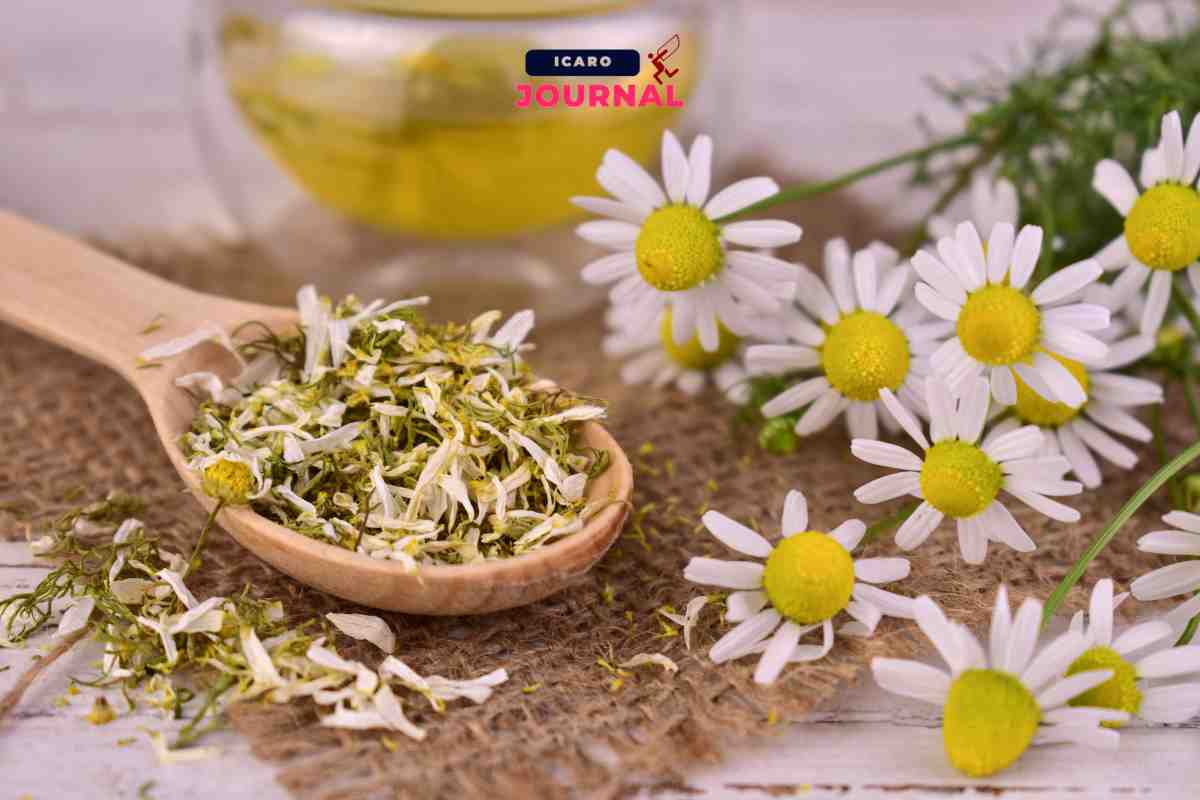 Filtro della camomilla cosa succede dopo 3 minuti - IcaroJournal