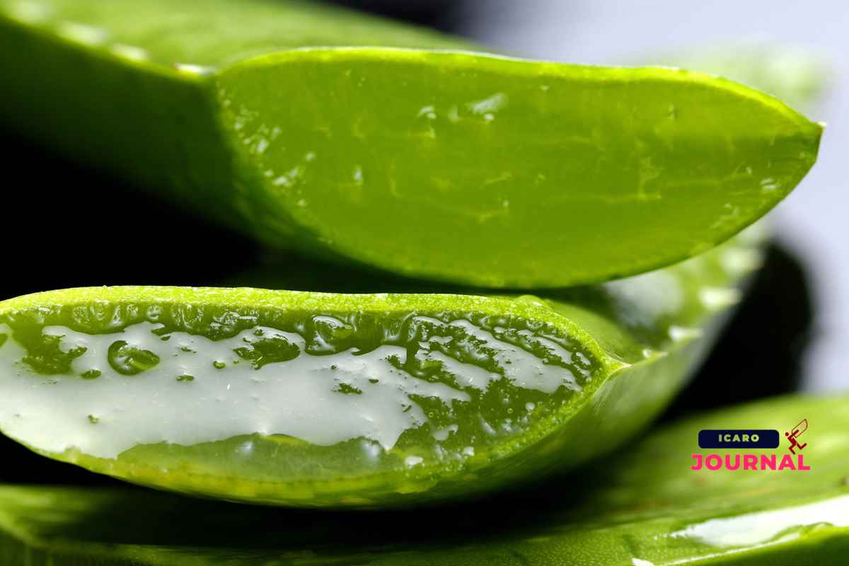 Aloe vera contro i brufoli - IcaroJournal
