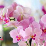 Galway: dove la musica non smette mai di suonare