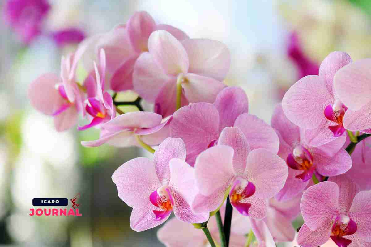 Curare orchidea con acqua di cottura - IcaroJournal