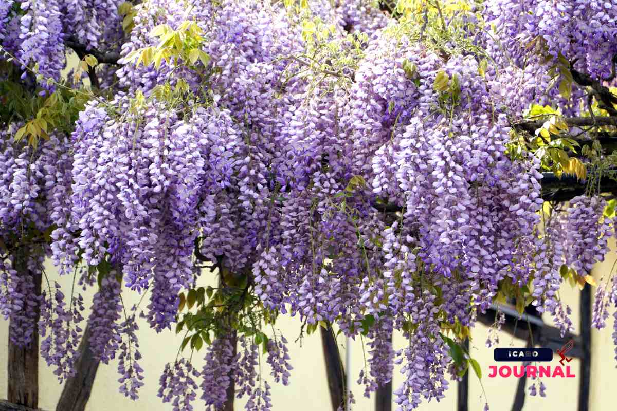 Fiori che si mangiano - IcaroJournal