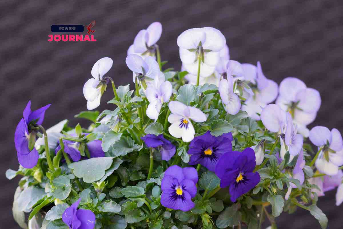 Fiori che si mangiano - IcaroJournal