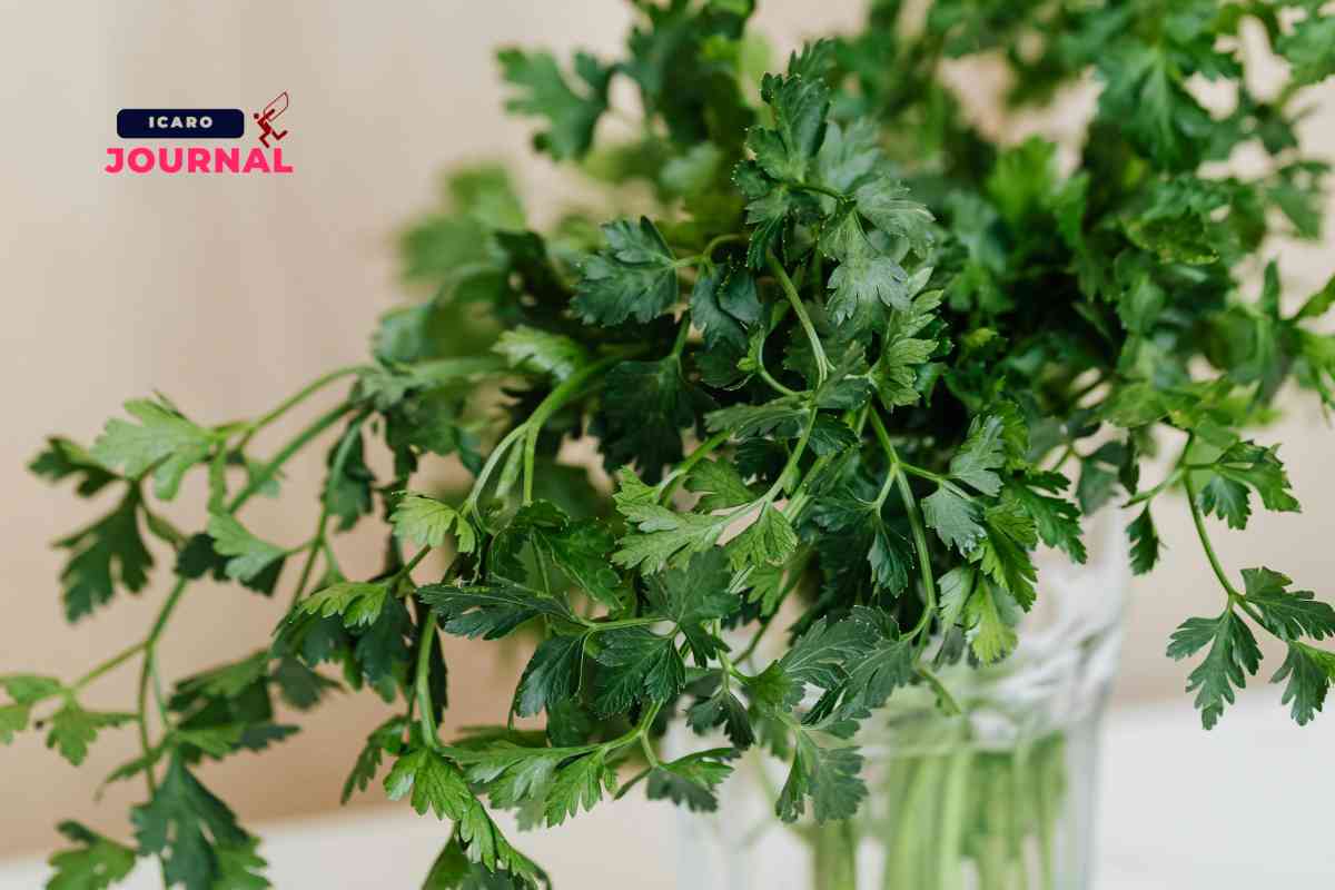 Prezzemolo 3 rimedi naturali per la pelle e non solo - IcaroJournal