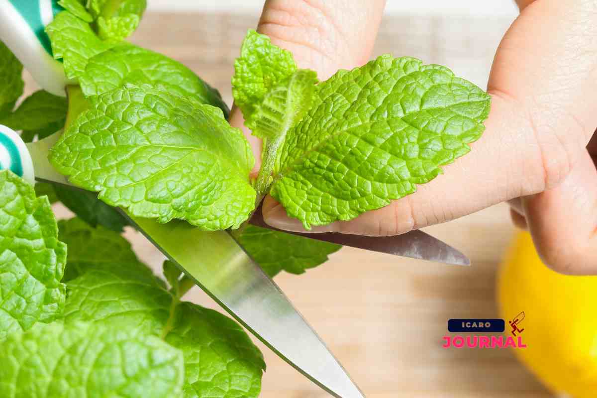 Salsa yogurt senza yogurt - IcaroJournal